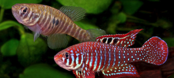 El pez killi se hace evolutivamente resistente a la contaminación