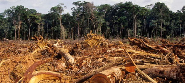 La Amazonia pierde en un año tantos bosques como toda Asturias