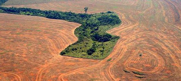 La deforestación de la Amazonía brasileña alcanza su mayor nivel en 8 años