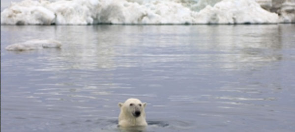 La vida del Ártico se complica alarmantemente