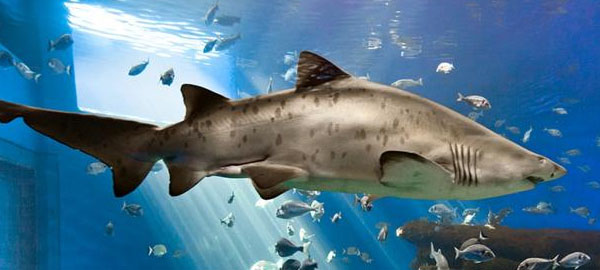 Más de la mitad de los tiburones del Mediterráneo están en peligro de extinción