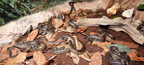 Nacen 38 anacondas en el Bosque Inundado de CosmoCaixa