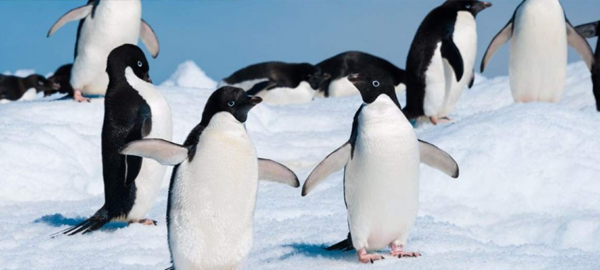 Pingüinos en peligro de extinción por pesquerías comerciales, contaminación y cambio climático