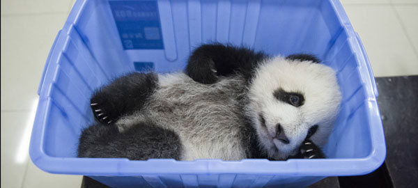 Así ha evitado China la extinción del oso panda