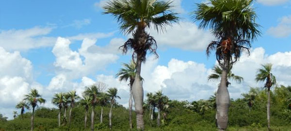 Casi la mitad de la flora cubana está en peligro de extinción