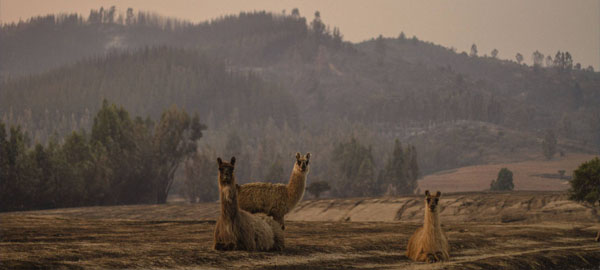 Chile enfrenta una crisis por los incendios forestales