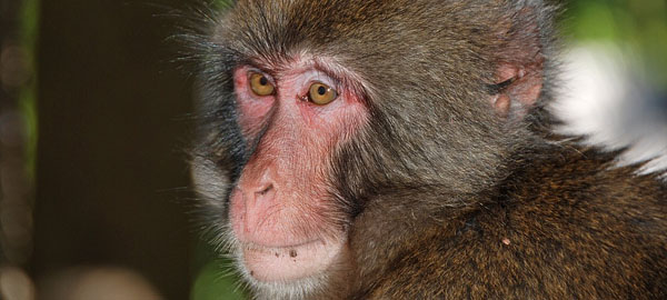 El 60% de las especies de primates, amenazadas de extinción