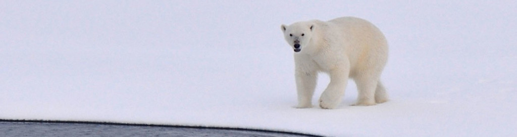 El oso polar podría desaparecer en 2050 por el calentamiento global