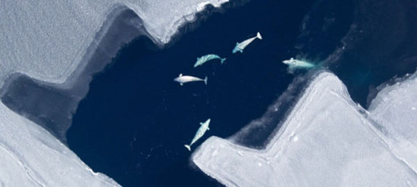 Las belugas alteran sus migraciones por el cambio climático