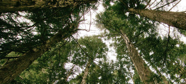 Los bosques, la clave para ganar tiempo contra el cambio climático