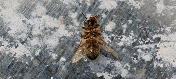Alarma en Europa por la desaparición de abejas