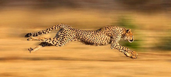 El guepardo asiático, a un paso de la extinción