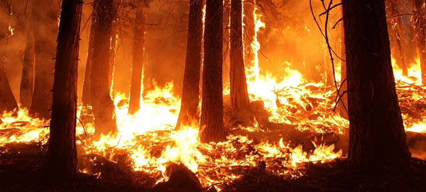 Incendios extremos y virulentos como los de Chile se extenderán a todo el planeta