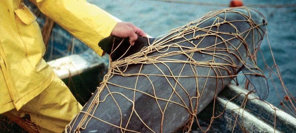 La vaquita marina en grave peligro de extinción: solo quedan 30 ejemplares