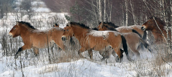 Los cambios climáticos multiplicaron las especies de caballos