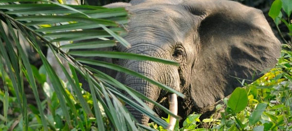 Los furtivos han matado a más de la mitad de los elefantes de selva en 10 años
