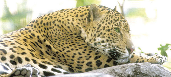 Según la UNAM, el riesgo de extinción del jaguar supera lo estimado