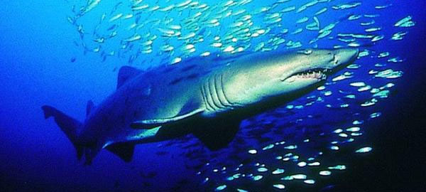 Una asociación de supervivientes de ataques de tiburón reclama más santuarios para la especie