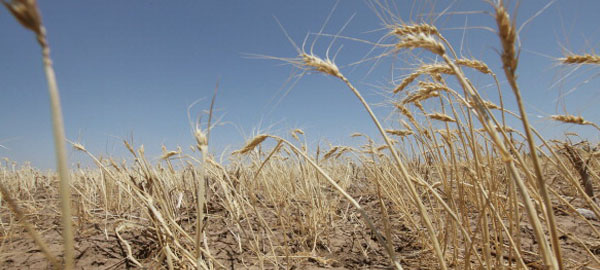 Campesinos pierden 75% de sus cosechas por sequía en Oaxaca