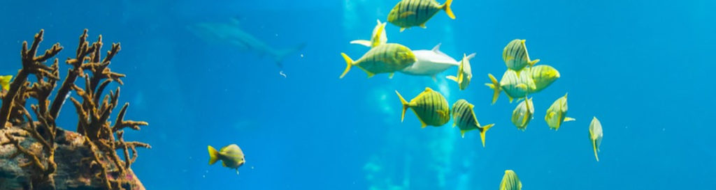 Desde 2050, el Mediterráneo ha perdido un 34% de sus peces