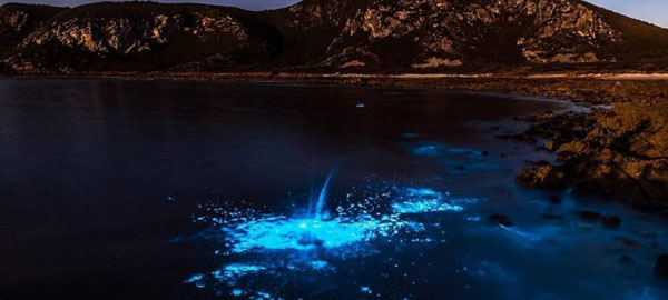 El brillo fluorescente del plancton en el mar de Tasmania