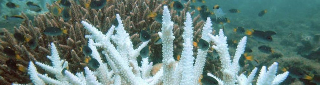 El cambio climático pone en peligro la Gran Barrera de Coral en Australia