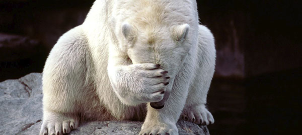 El oso polar, catalogado como “vulnerable” en la Lista Roja de especies en peligro de extinción