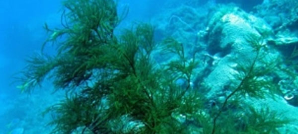 La sobrepesca en los arrecifes de coral del Caribe ha dejado prácticamente sin peces depredadores