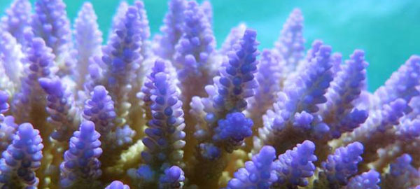 El aumento del nivel del mar afecta a los arrecifes de coral
