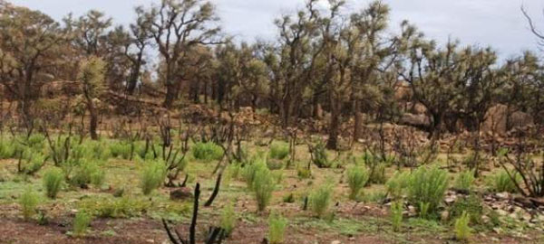 La aridez provocada por el cambio climático ralentiza la regeneración de bosques quemados