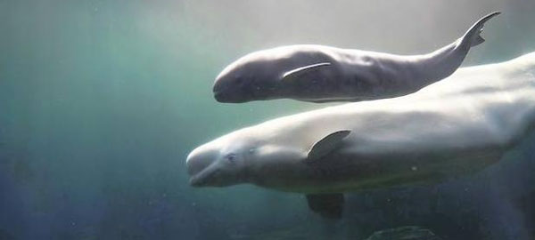 WWF entrega en el Congreso 52.000 firmas que piden la creación de un Santuario de Cetáceos en Canarias