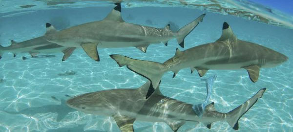 ¿Cómo afecta la caza de tiburones al cambio climático?