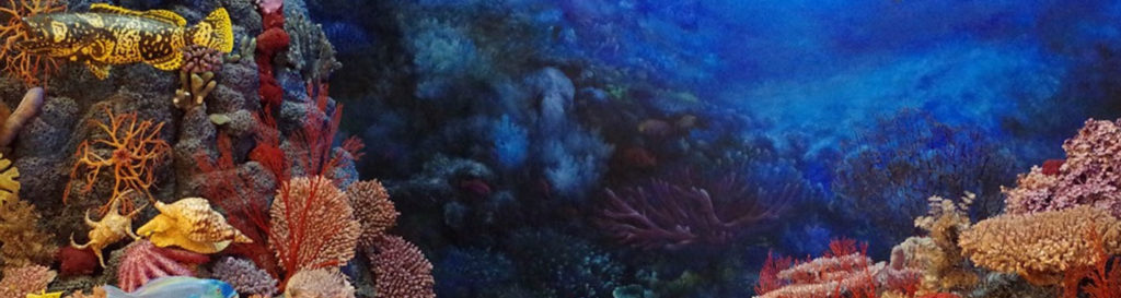 El 13% de los corales y gorgonias del Mediterráneo, amenazados de extinción