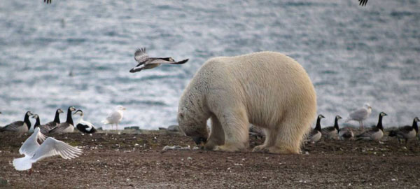 El cambio climático obliga a los osos polares a cambiar focas por huevos