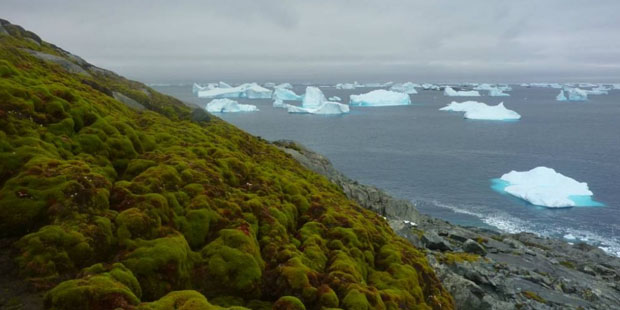 En el futuro, la Antártica podría verse más verde por culpa del cambio climático