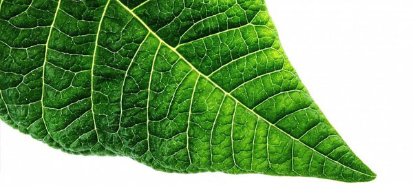 Inventan una fotosíntesis artificial que elimina CO2 y crea energía solar