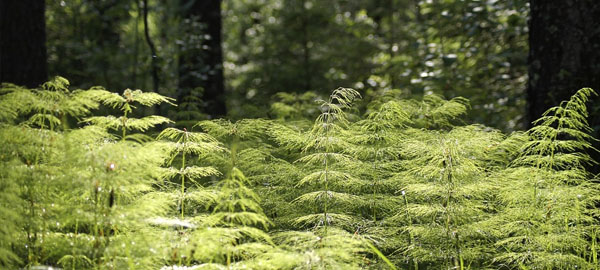 La vegetación altera el clima hasta en un 30 por ciento