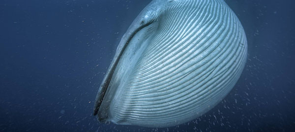 Las ballenas se volvieron gigantes debido a la glaciación