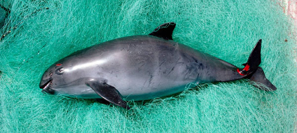 Del cautiverio a la clonación: el plan de México para salvar a la vaquita marina de la extinción