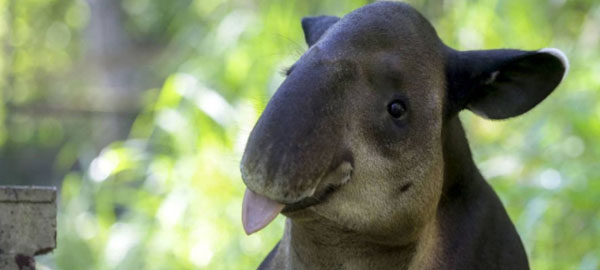 Del tapir al okapi: animales ‘nacionales’ al borde de la extinción