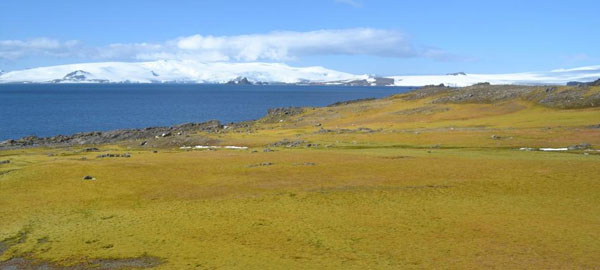 El efecto del cambio climático está volviendo verde la Antártida