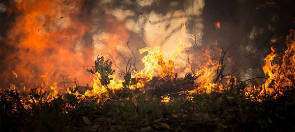 El humo de incendios forestales puede impactar en el clima a largo plazo