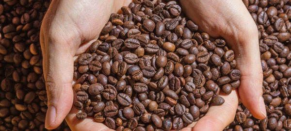 La mitad de los cultivos de café etíope se perderán este siglo por el cambio climático