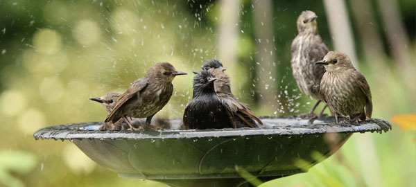 Piden poner agua en el balcón para que los pájaros puedan soportar la ola de calor