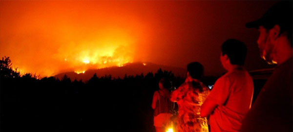 Una campaña para reforestar regiones afectadas por los incendios forestales