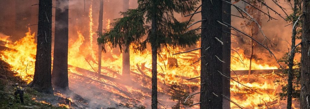 Consejos para evitar incendios forestales