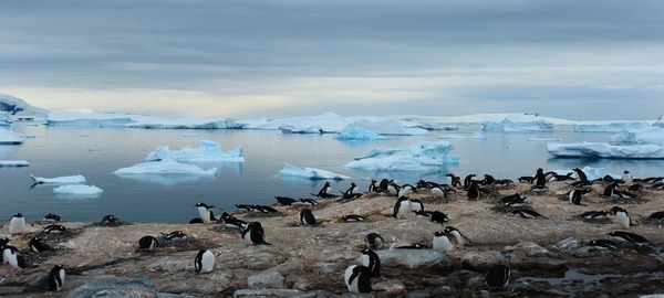 La Antártida cambia su biodiversidad
