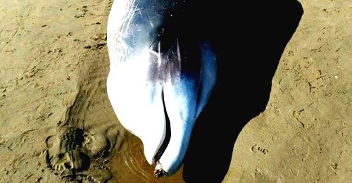 Encuentran muerta a una cría de ballenato en una playa de Huelva