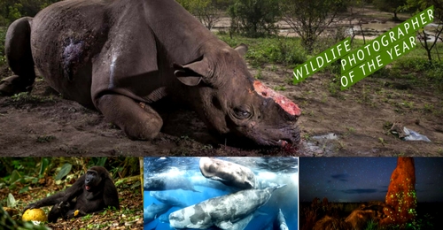 La cruel imagen de un rinoceronte ganadora del «Wildlife Photographer of the Year»