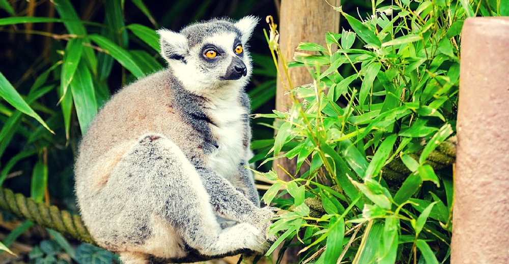 El lémur del bambú podría morir de hambre debido al cambio climático